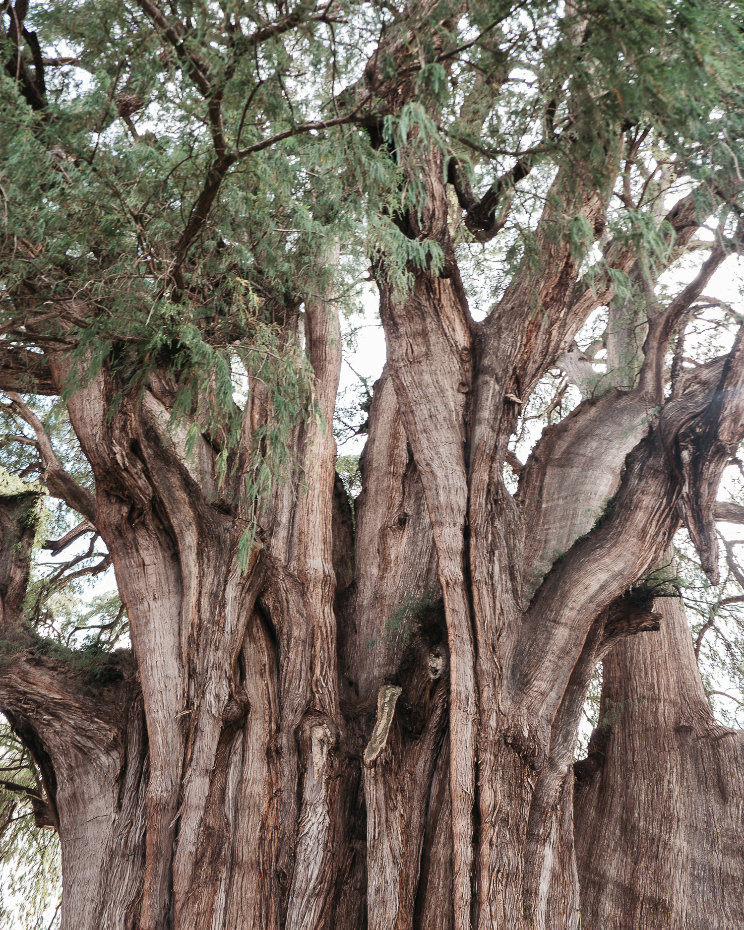 Go to Santa Maria del Tule to see widest tree of the world