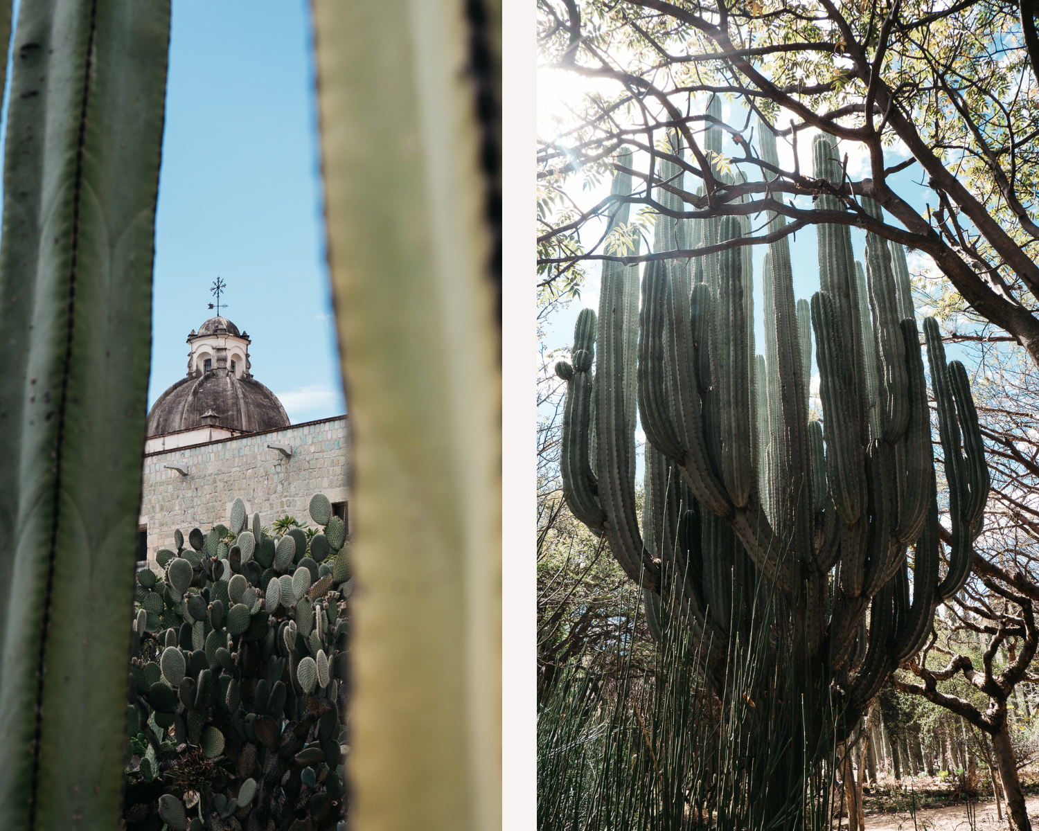 Visiter Oaxaca hors des sentiers battus, jardin botanique 